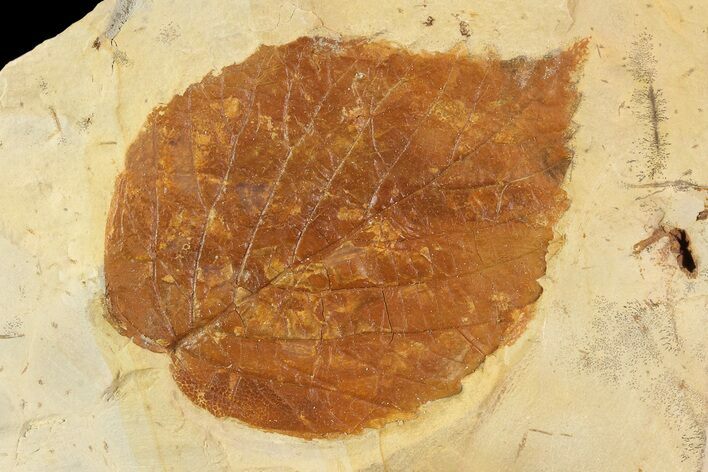 Detailed Fossil Leaf (Davidia) - Montana #93666